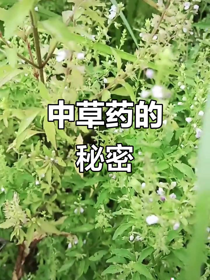 带你了解石香薷,中草药的小知识