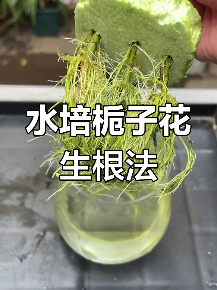 栀子花水培扦插技巧,轻松生根