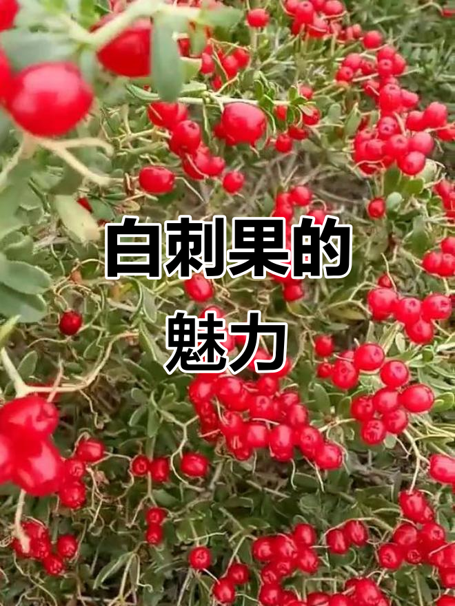 沙漠中的白刺果,美丽又神秘!