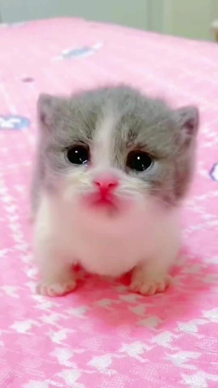可爱小奶猫萌化人心,治愈你的每一天