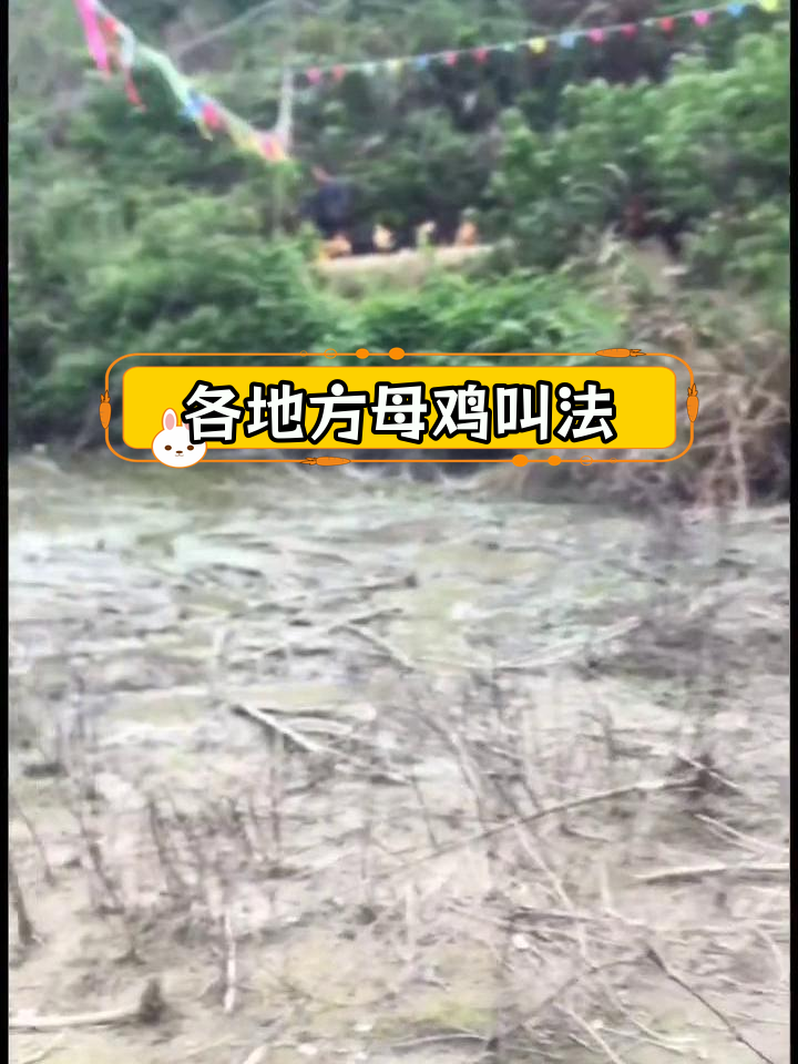 各地母鸡下蛋叫声大不同,你听过吗?