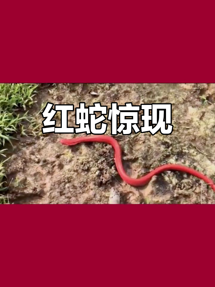 红色蛇现身大自然,真是奇迹