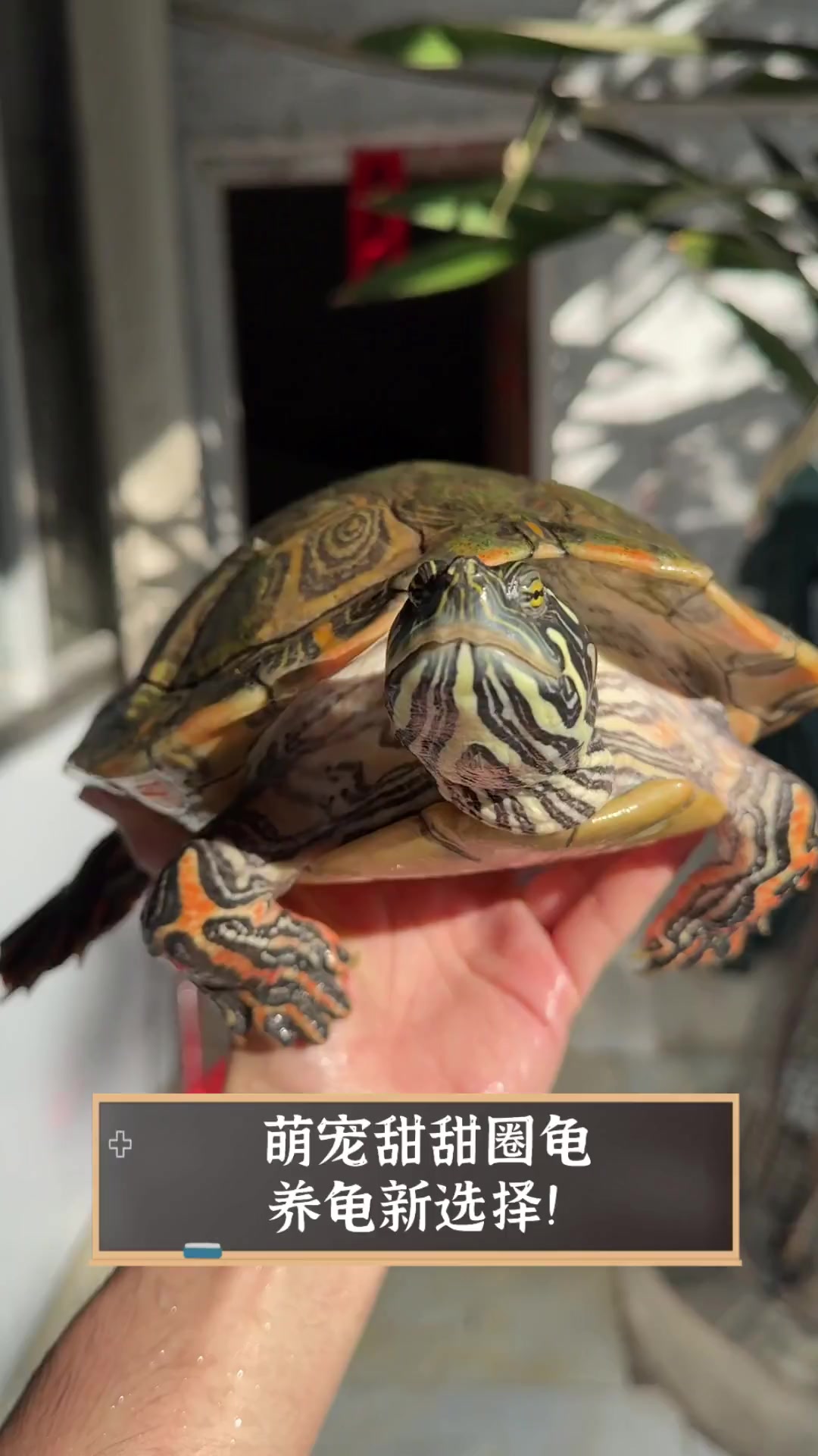 萌宠甜甜圈龟,养龟新选择!