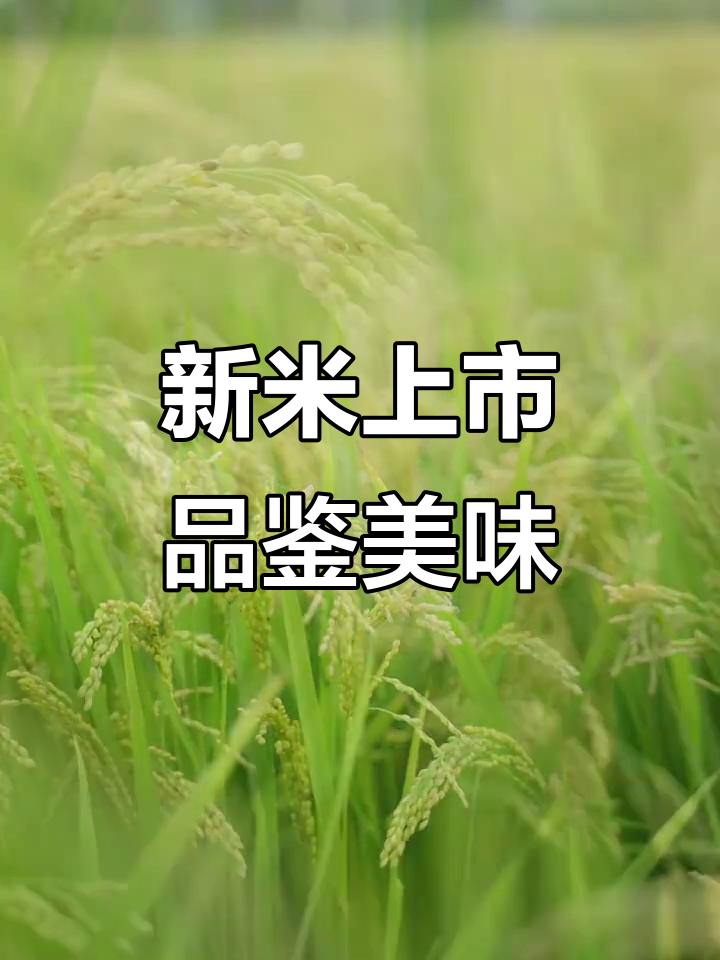 老爷岭新米上市,品质升级尝鲜体验