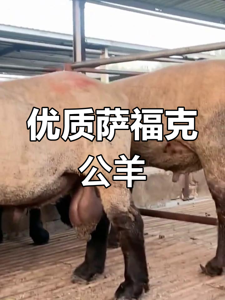 萨福克种公羊,九个月大已达120斤,品质优良