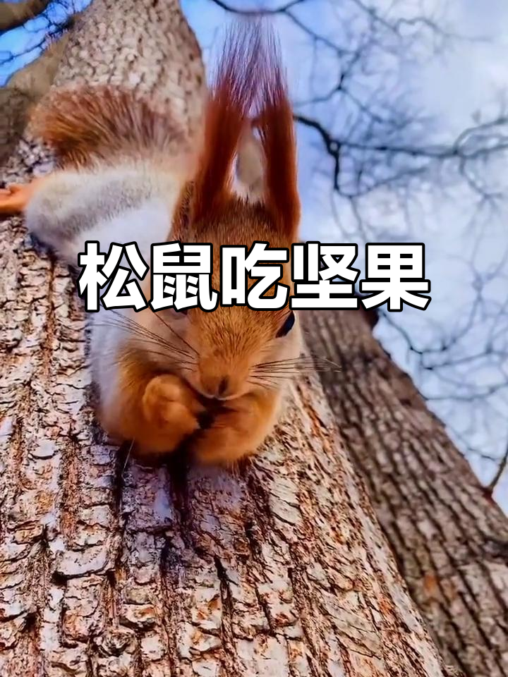 小松鼠吃坚果,萌态十足