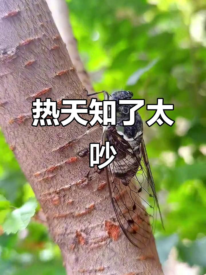 夏日炎炎热到不行,知了叫声让人心烦