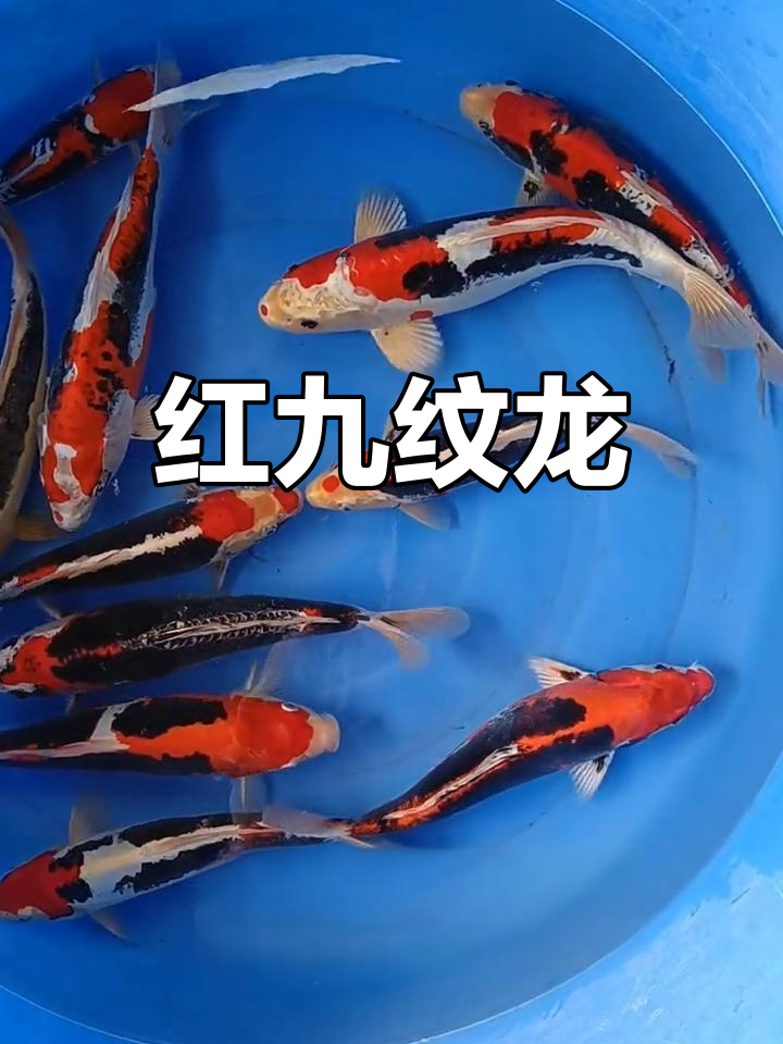 九纹龙锦鲤的魅力