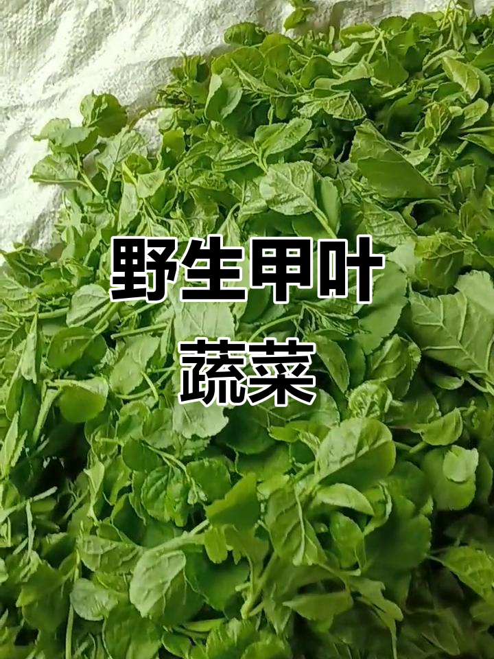 纯天然甲叶蔬菜,嫩滑美味又健康