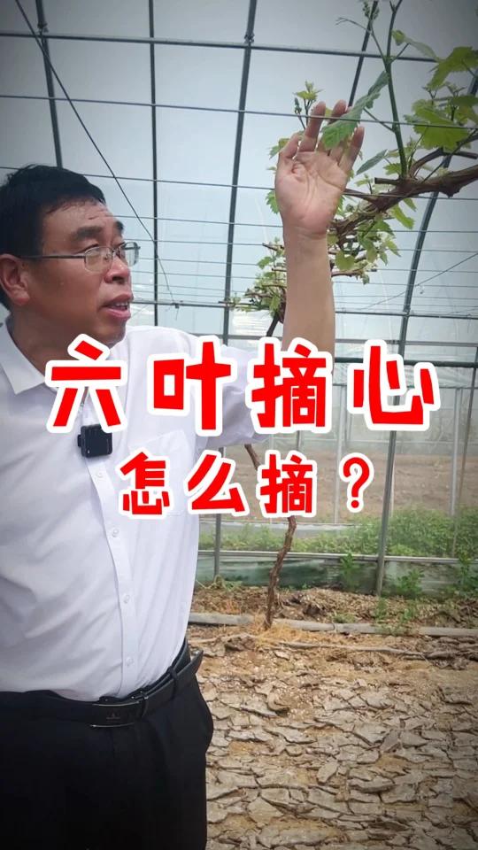 葡萄正确摘心方法技术