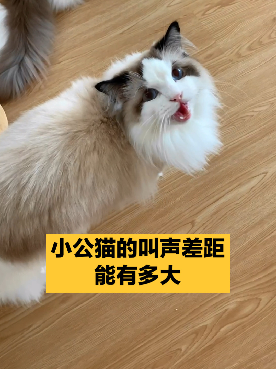 小公猫的叫声差距能有多大