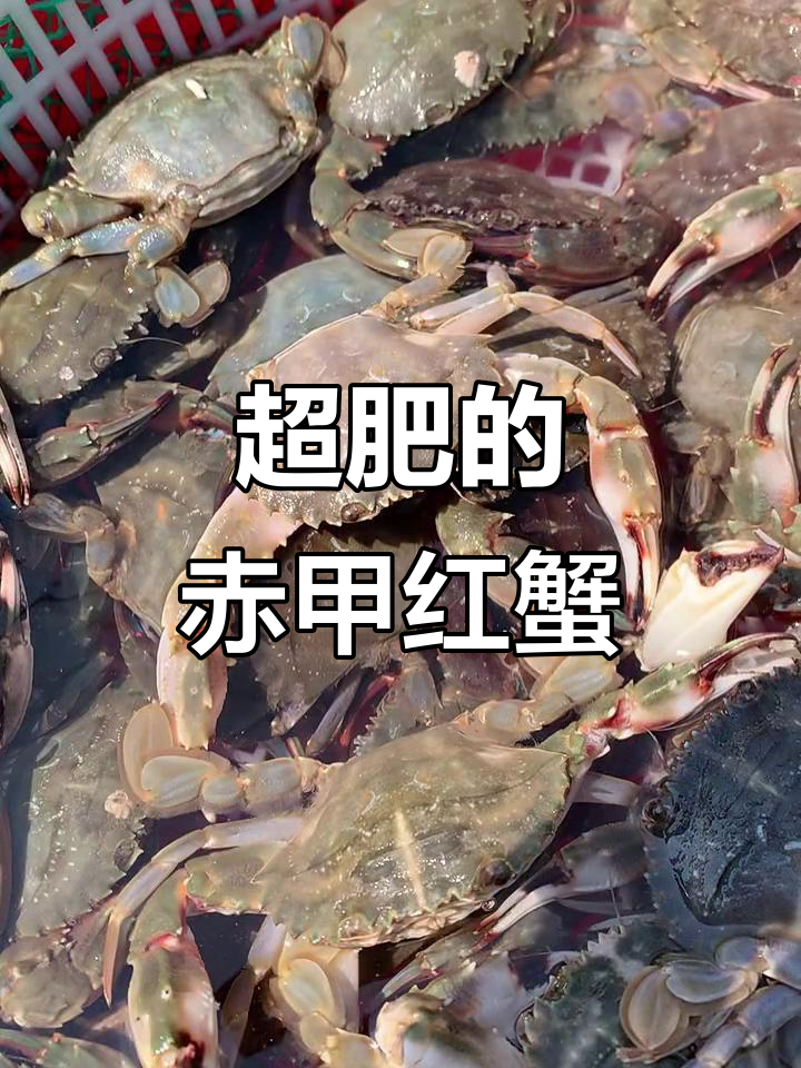 肥硕赤甲红螃蟹,满满都是肉!