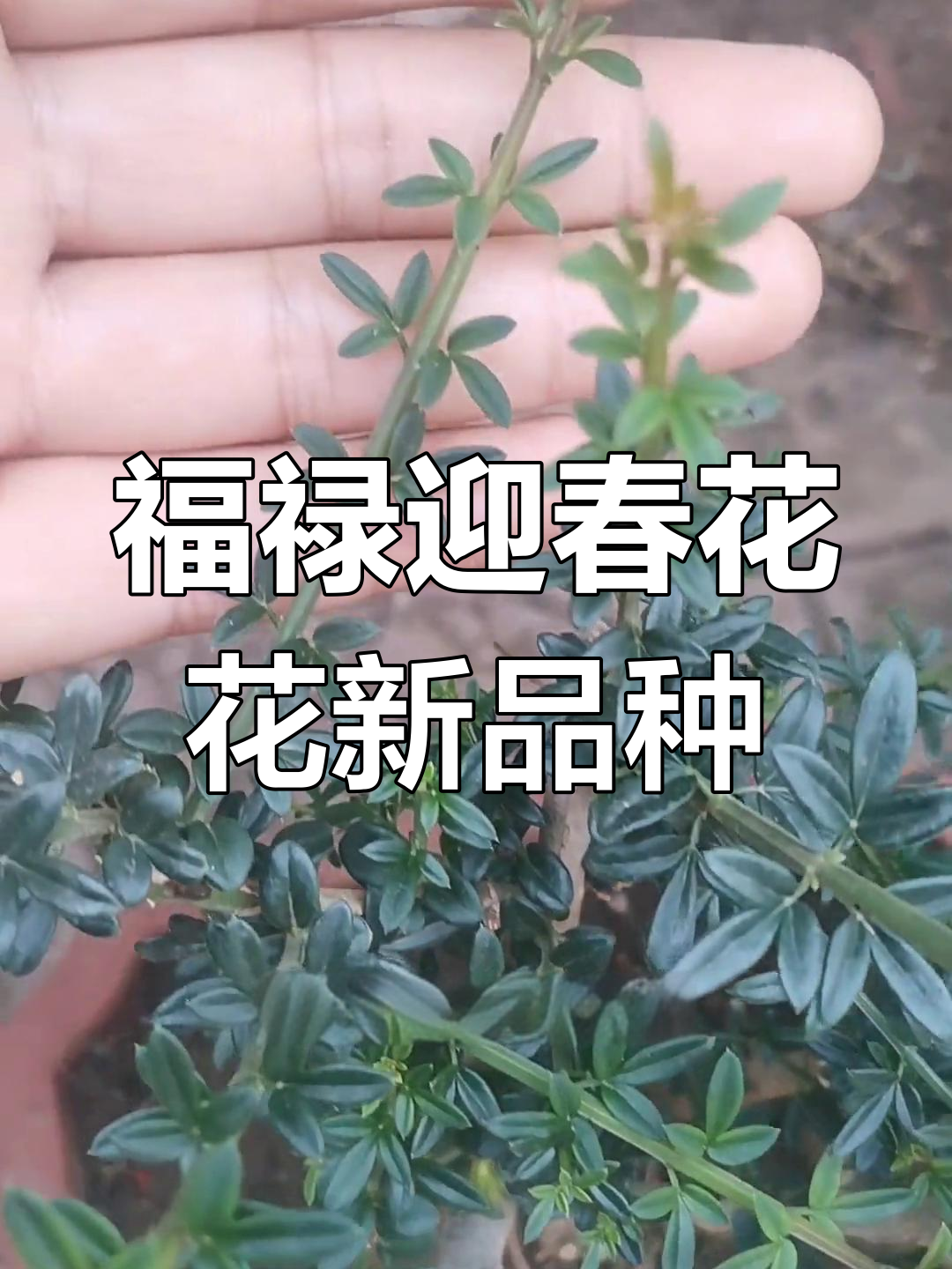 甘肃小叶福禄迎春花:快速生长,大花朵惊艳