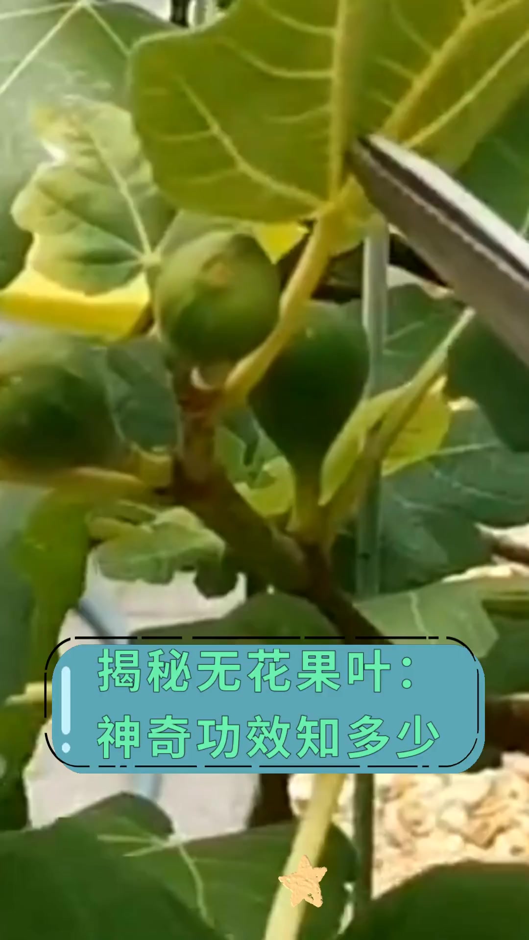 揭秘无花果叶:神奇功效知多少