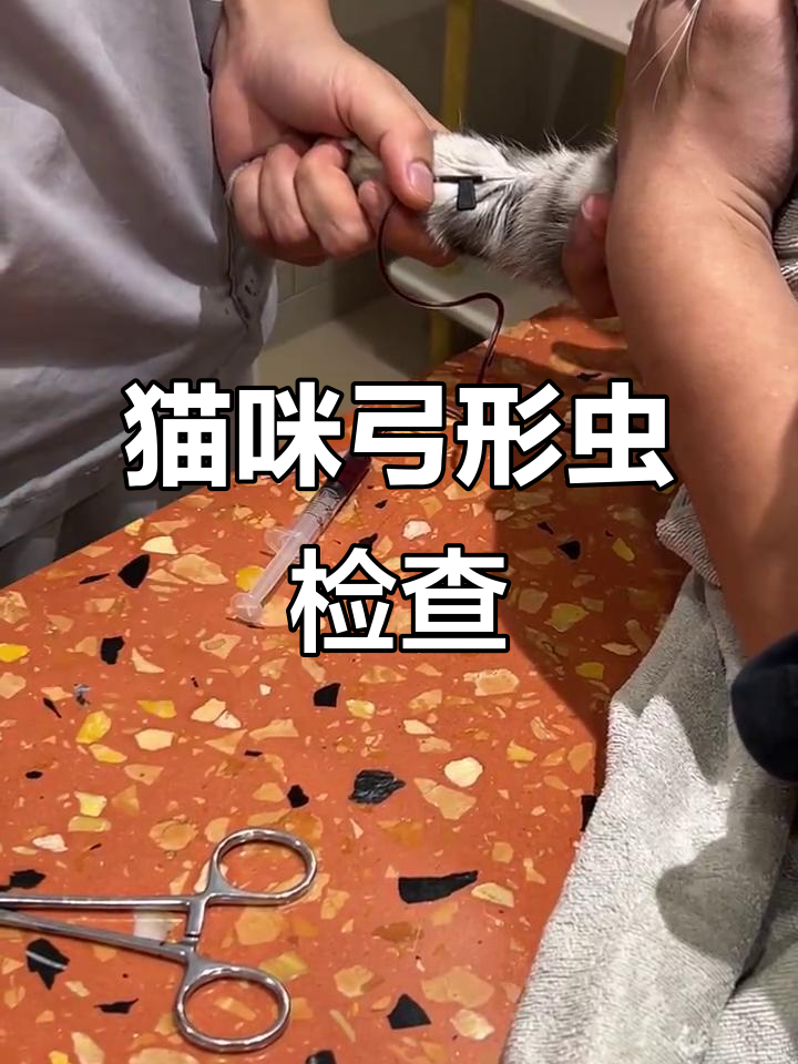 猫咪弓形虫检测全过程,了解如何判断是否感染