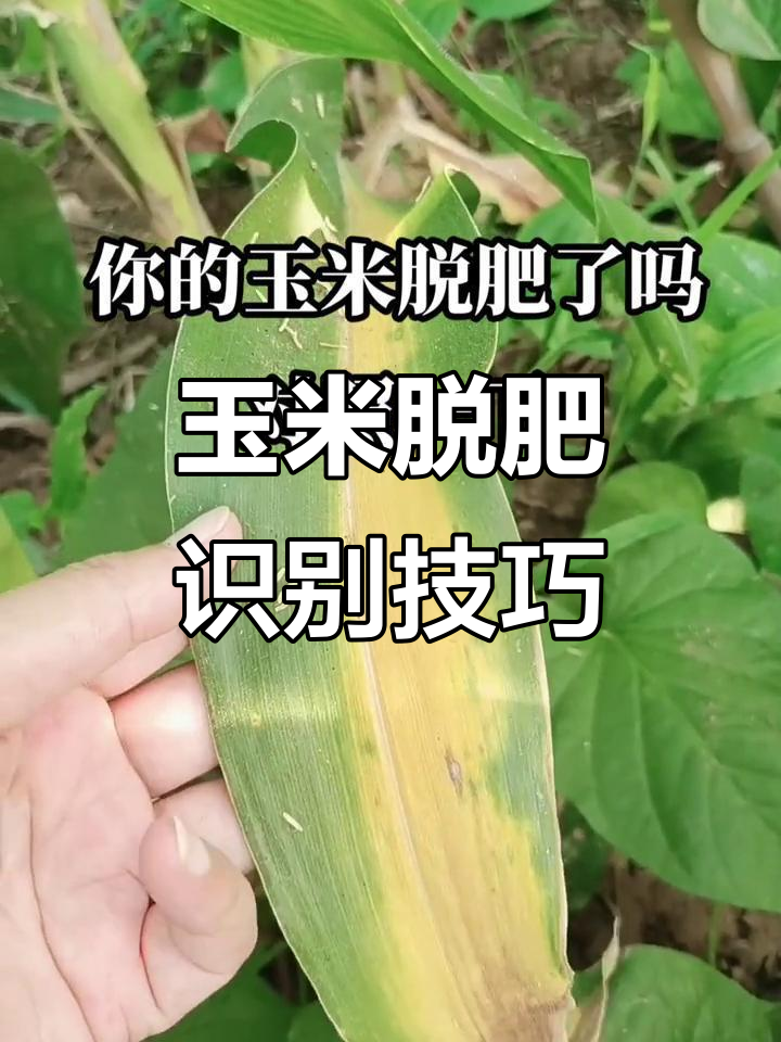 玉米缺钾氮肥症状解析,如何判断脱皮现象
