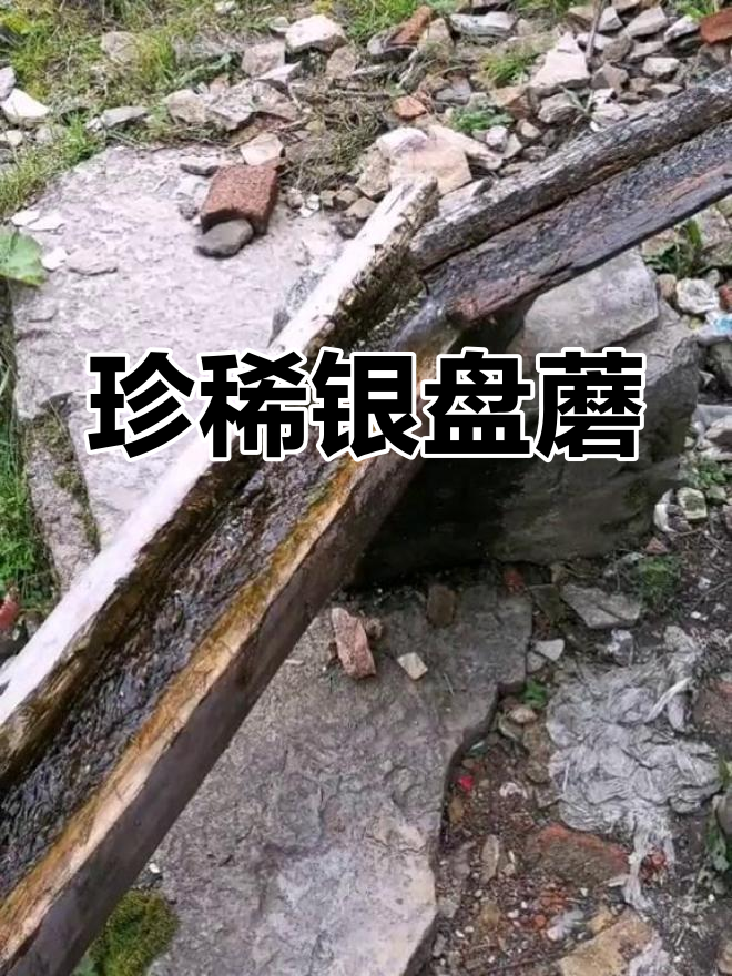 神池水清,银盘蘑菇珍贵,六斤鲜菇晒一斤干货