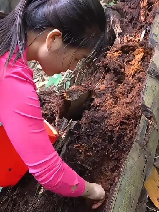 越南美女荒野求生图片