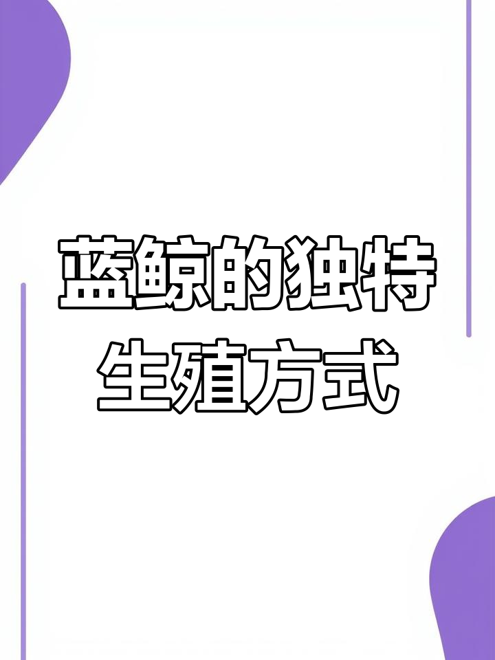 蓝鲸交配仅一分钟,繁殖过程揭秘