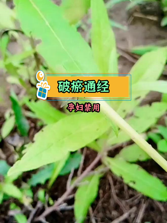 牛虻药用功效与禁忌