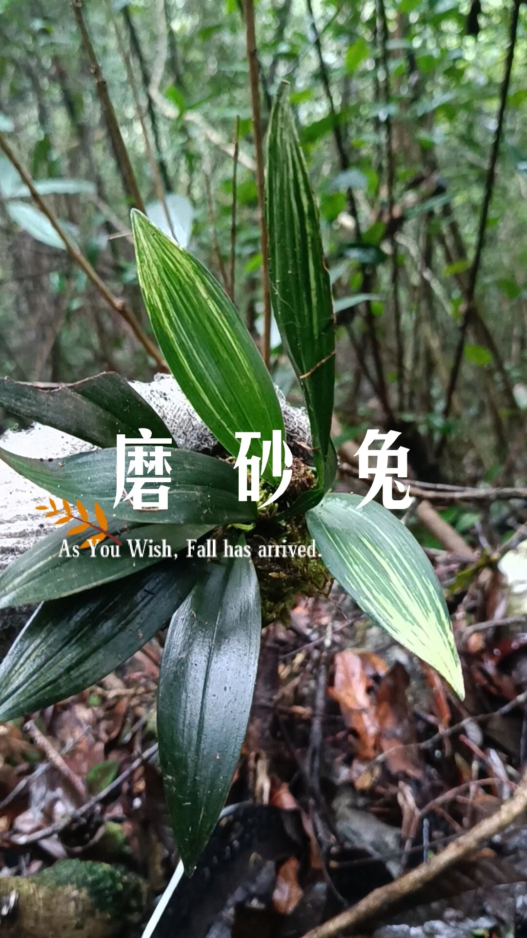 磨砂兔耳兰艺草