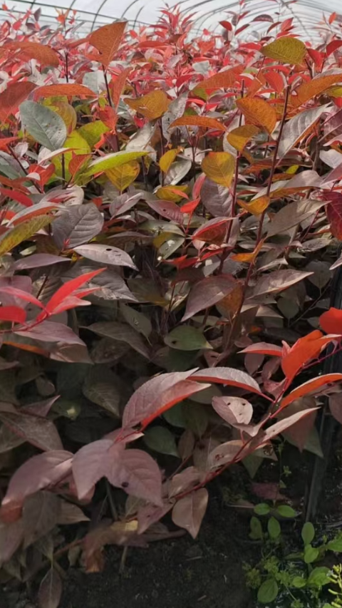 密枝红叶李扦插小苗起苗中开原市智豪苗圃