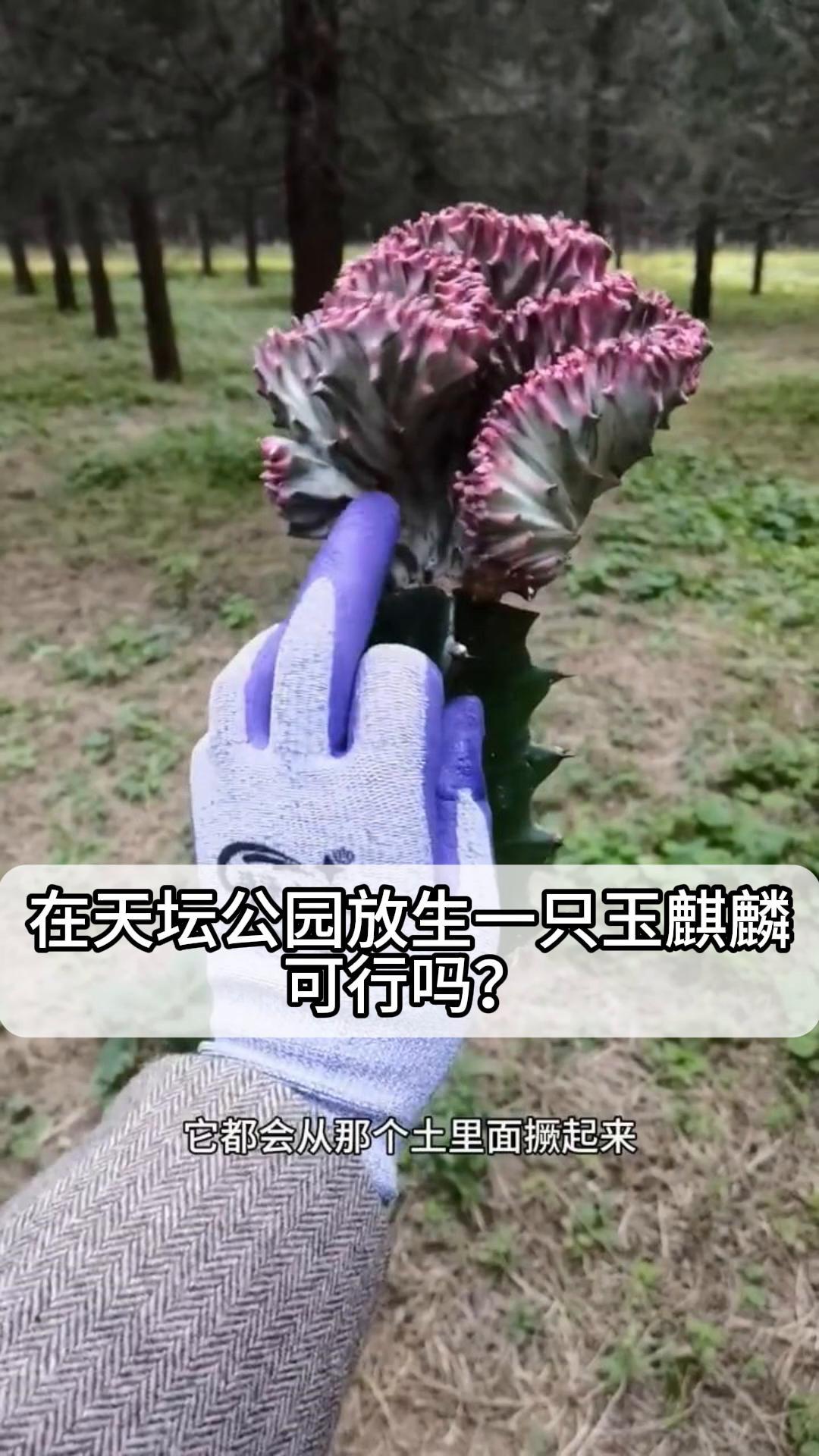 在天坛公园放生一只玉麒麟,可行吗?