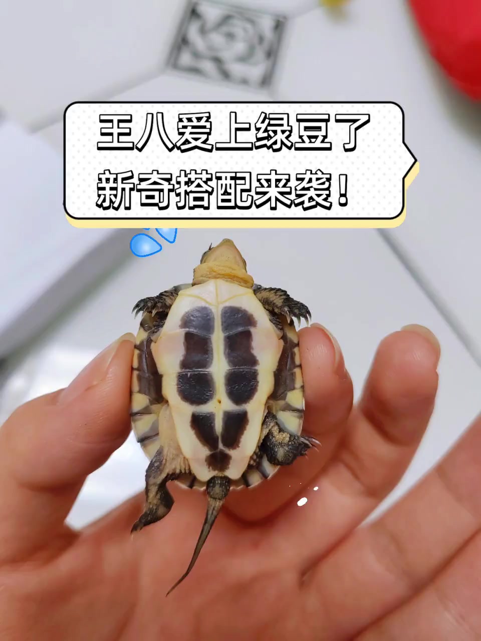 王八爱上绿豆了,新奇搭配来袭!