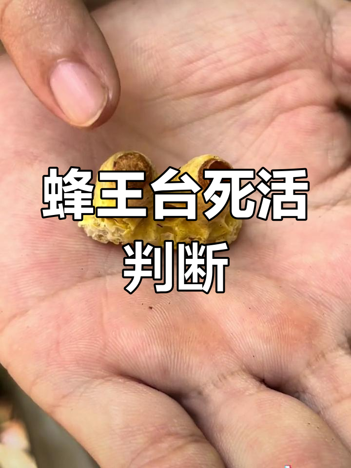 如何辨别蜜蜂王台是否存活