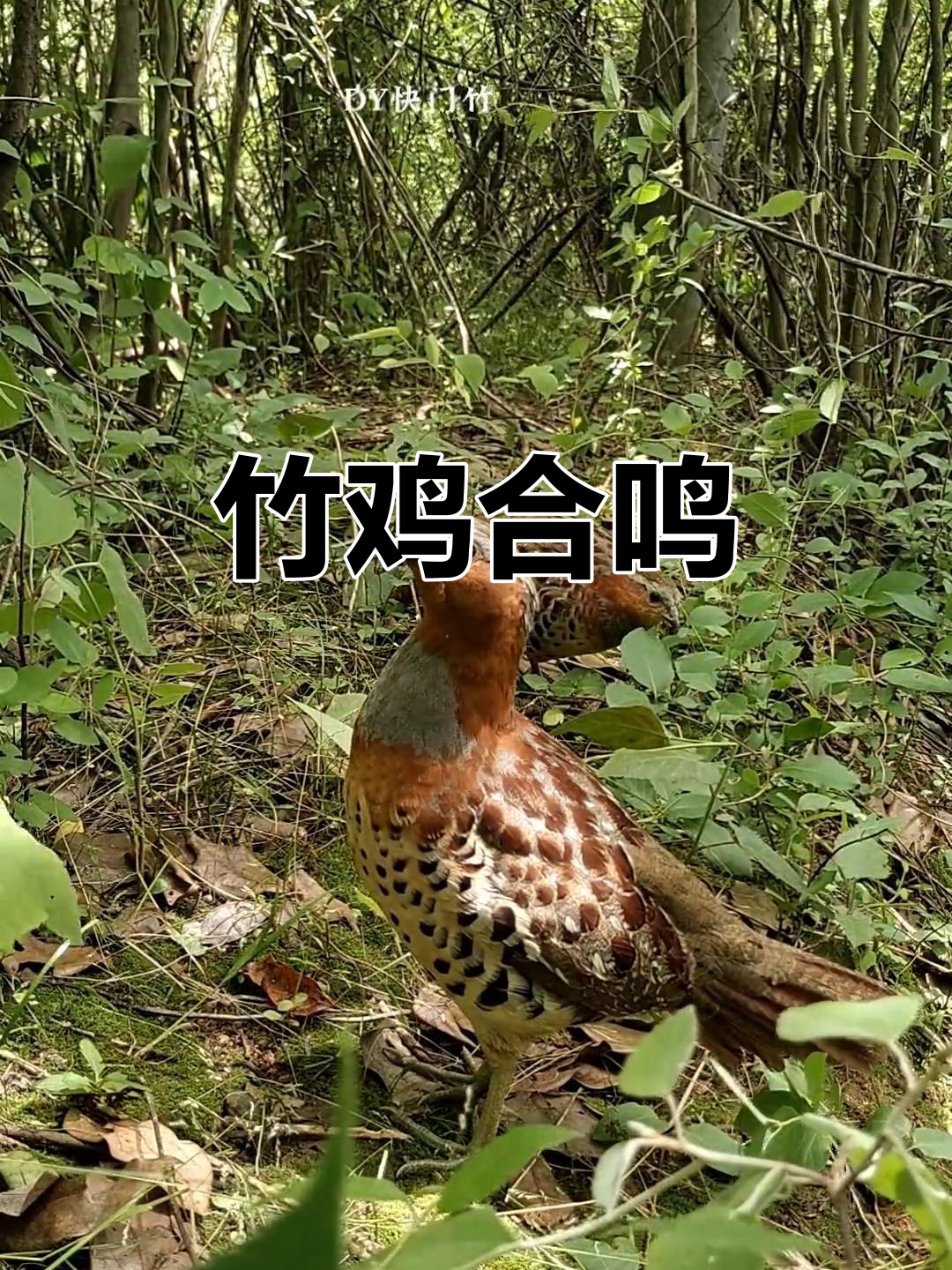 竹鸡公母对唱,萌态十足