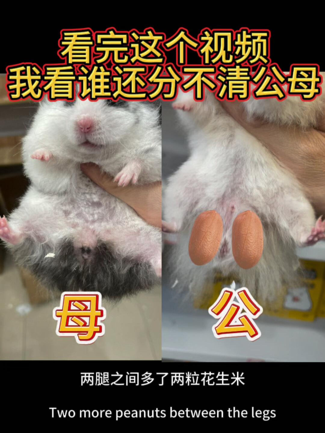 判断金丝熊公母保姆级教程