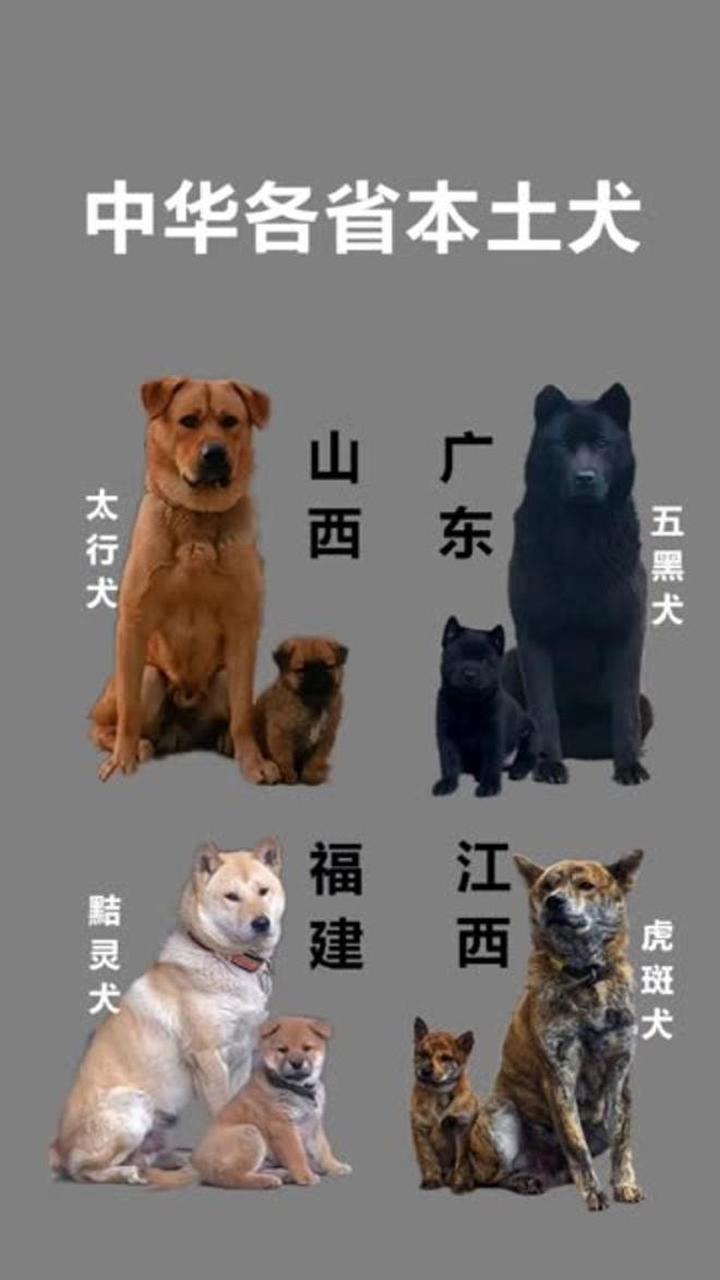 中国好牧羊犬,中国好牧羊犬精神