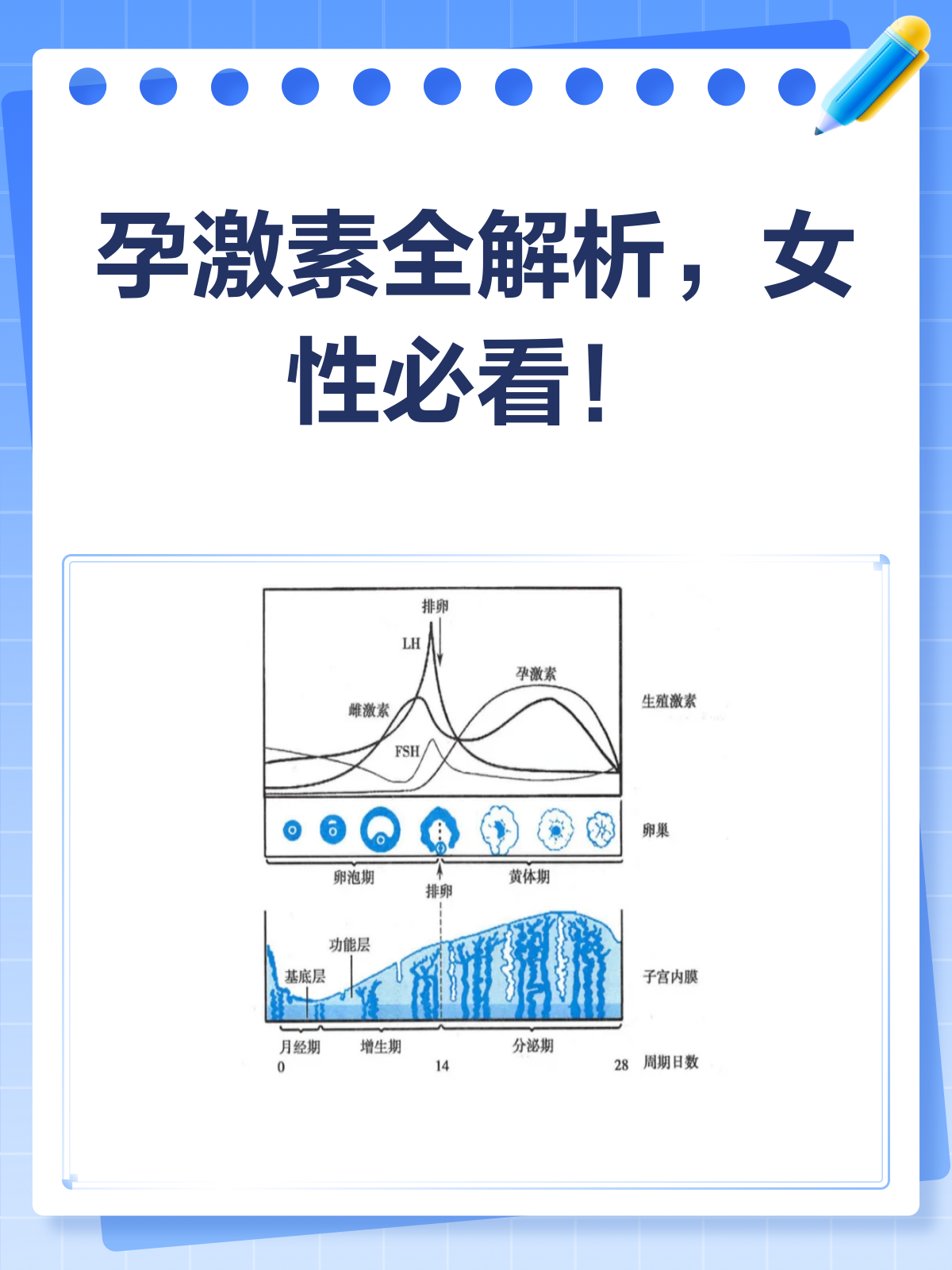 孕激素大揭秘!女性健康的守护者还是捣蛋鬼?