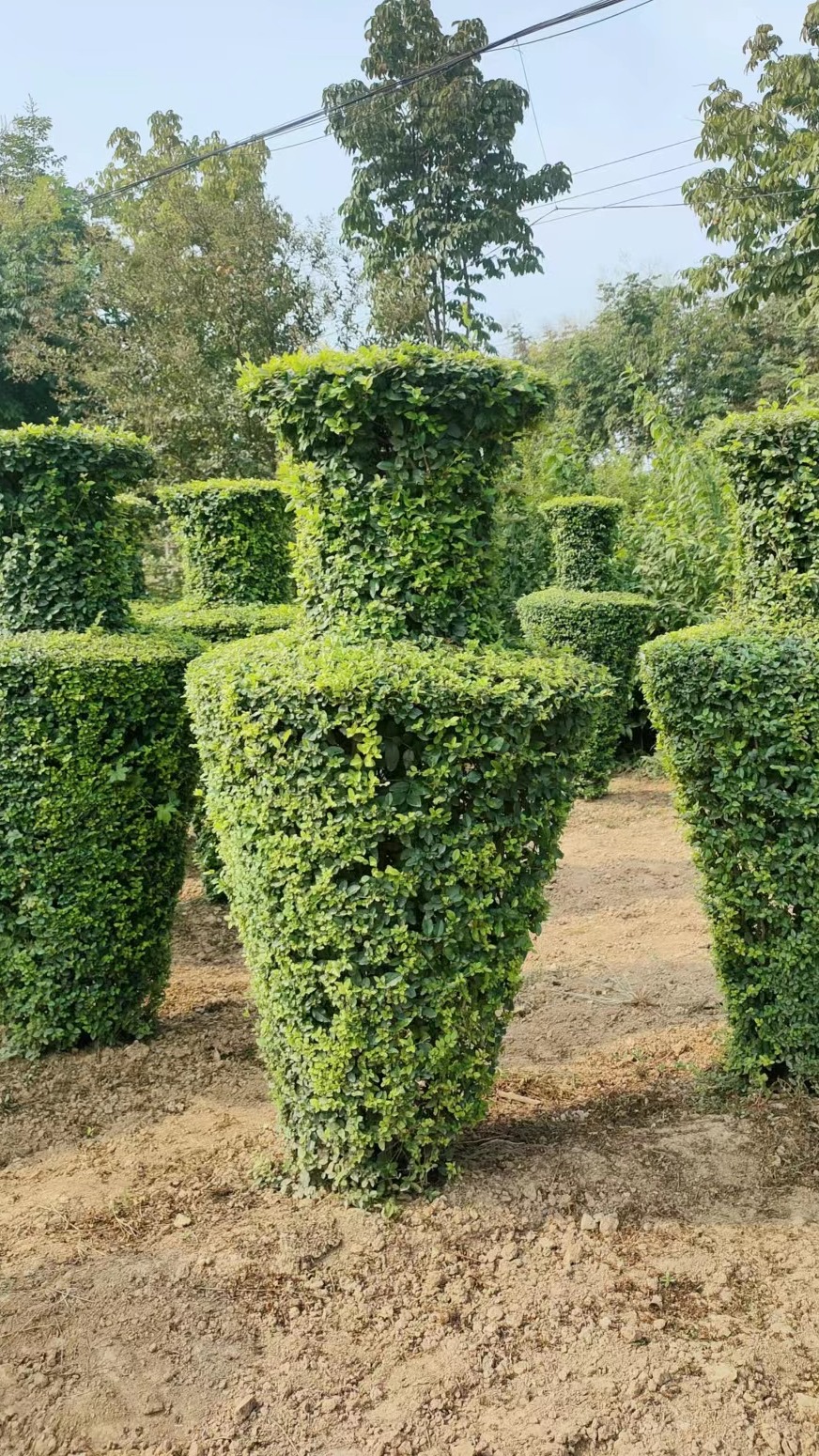 花瓶造型树,基地的花瓶造型又好看了,我们一起看一下-度小视