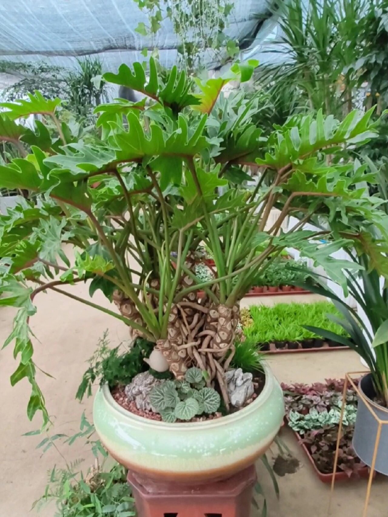 龙鳞老桩小天使气质杠杠的好养植物新手友好