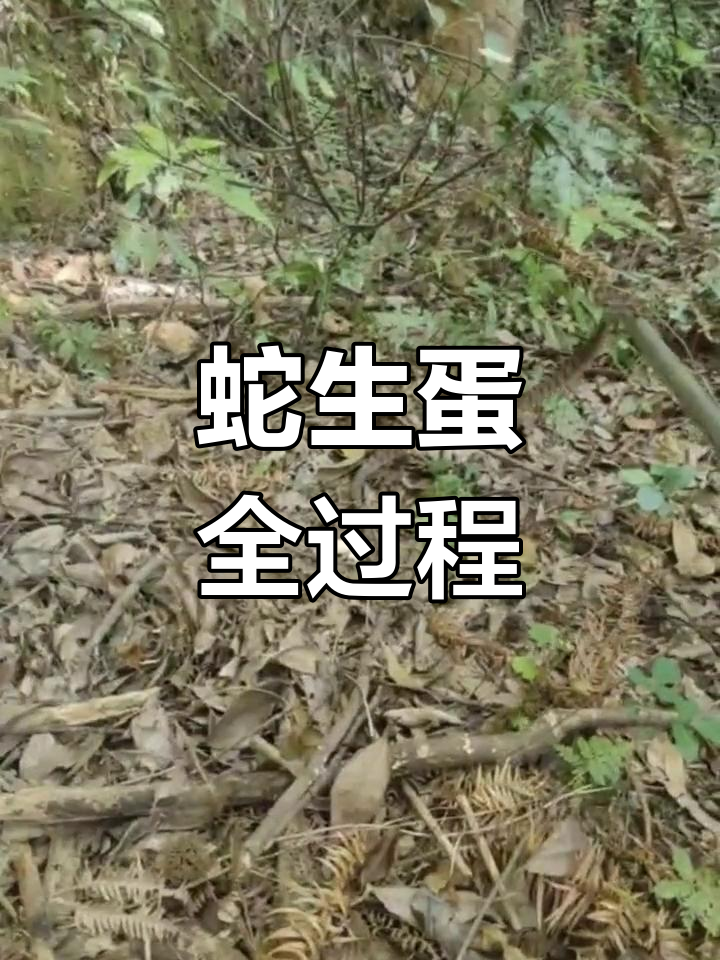 第一次亲眼见证蛇产蛋