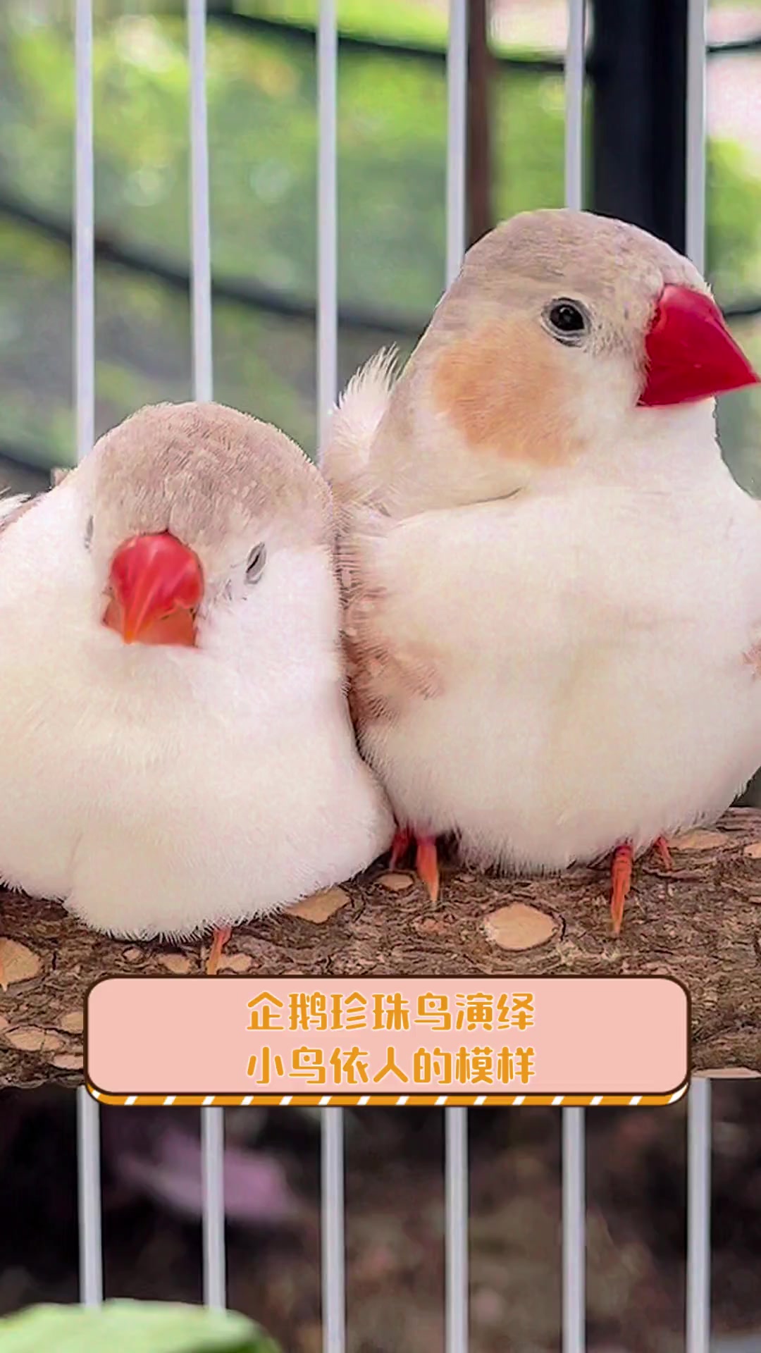 企鹅珍珠鸟演绎,小鸟依人的模样