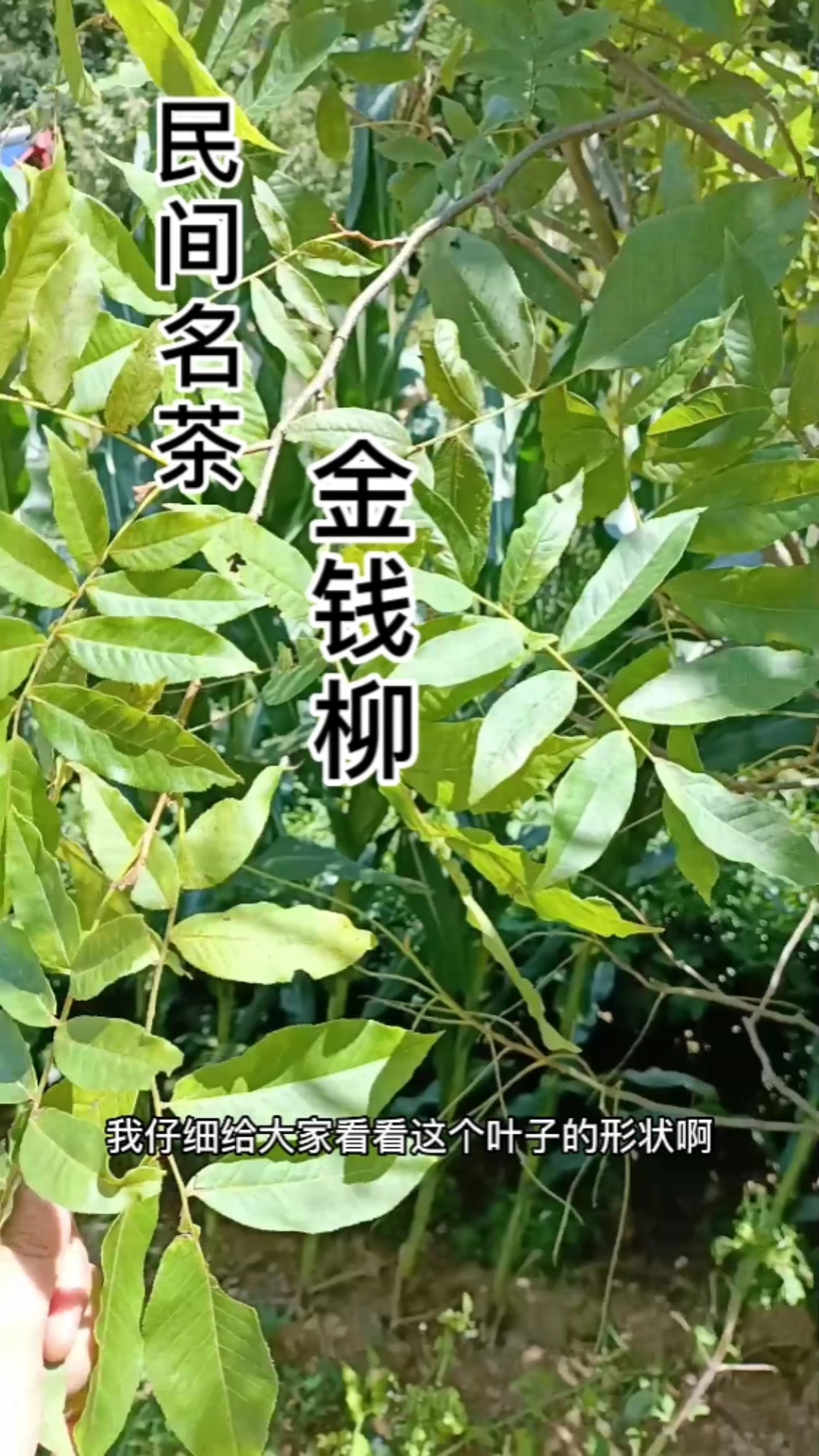 民间名茶金钱柳