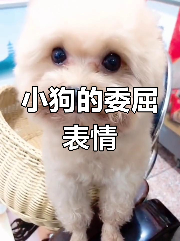 狗狗委屈到不行,眼泪汪汪的小眼神太可爱了