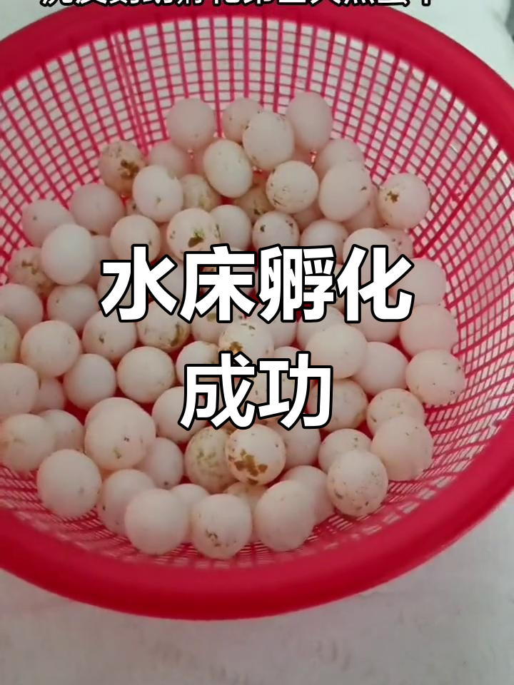 虎皮鹦鹉蛋孵化过程,受精率良好