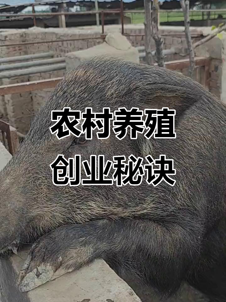 2021年农村养殖什么赚钱最快(2021年农村养殖什么赚钱最快呢)