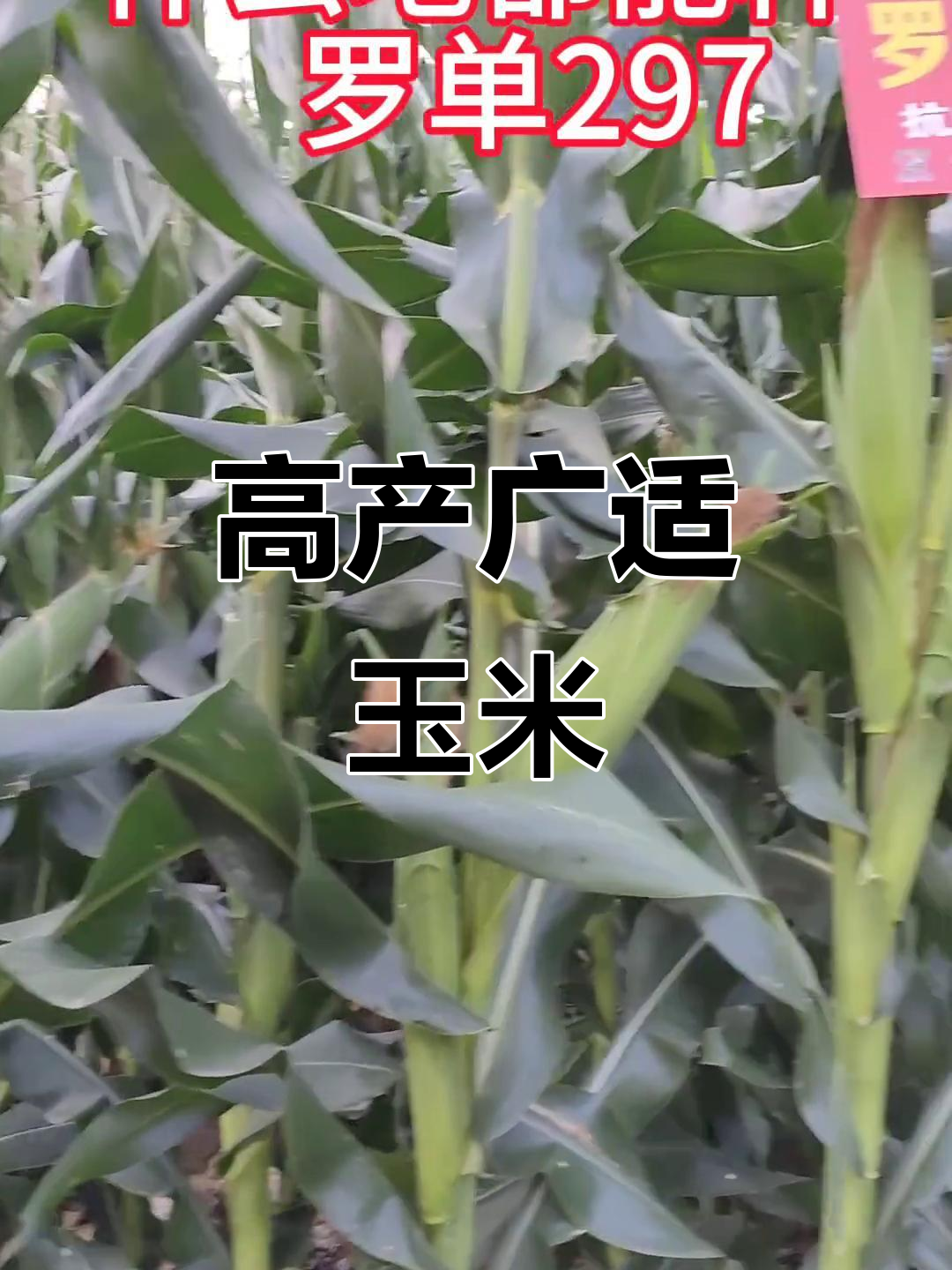 罗单297玉米,适应性强,海拔高低皆宜,产量稳定