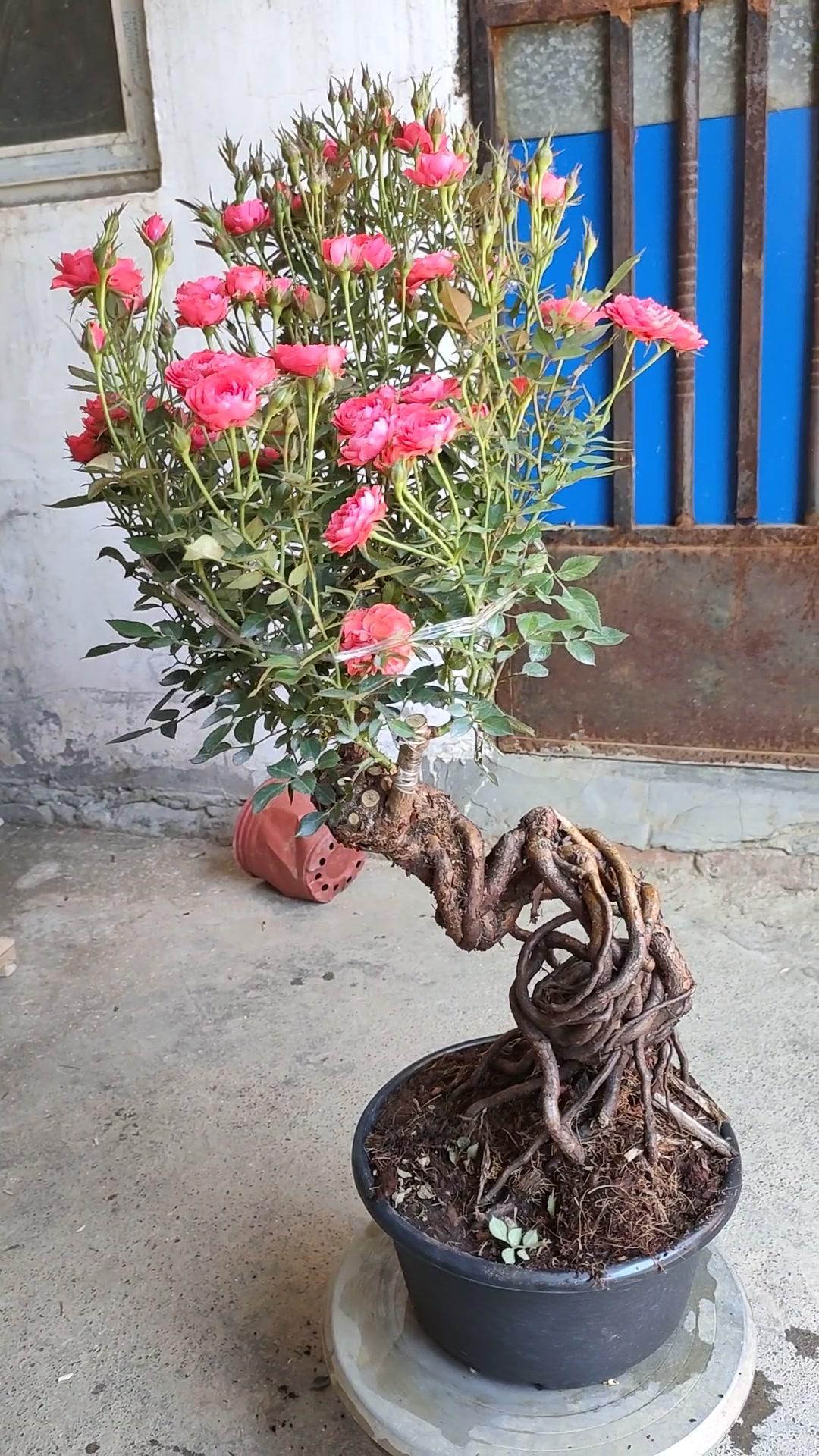 非常漂亮的提根月季盆景,花苞量非常大 月季 嫁接 花卉 花卉绿植 盆栽