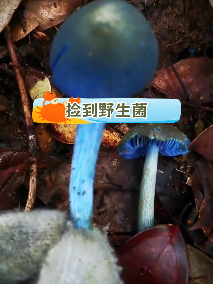 蓝廲香菇图片