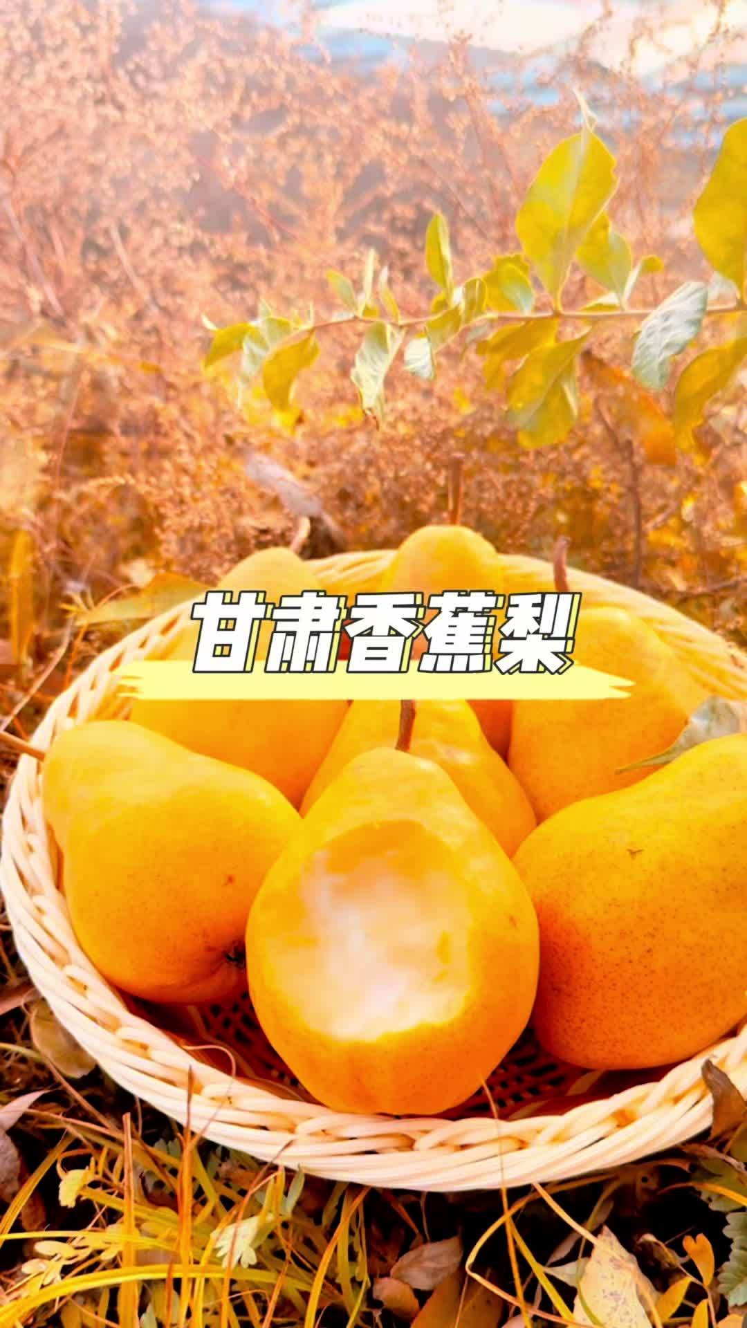 回购多次的甘肃香蕉梨,又名太婆梨,巴梨,大头梨,真的吃不够,成熟后软