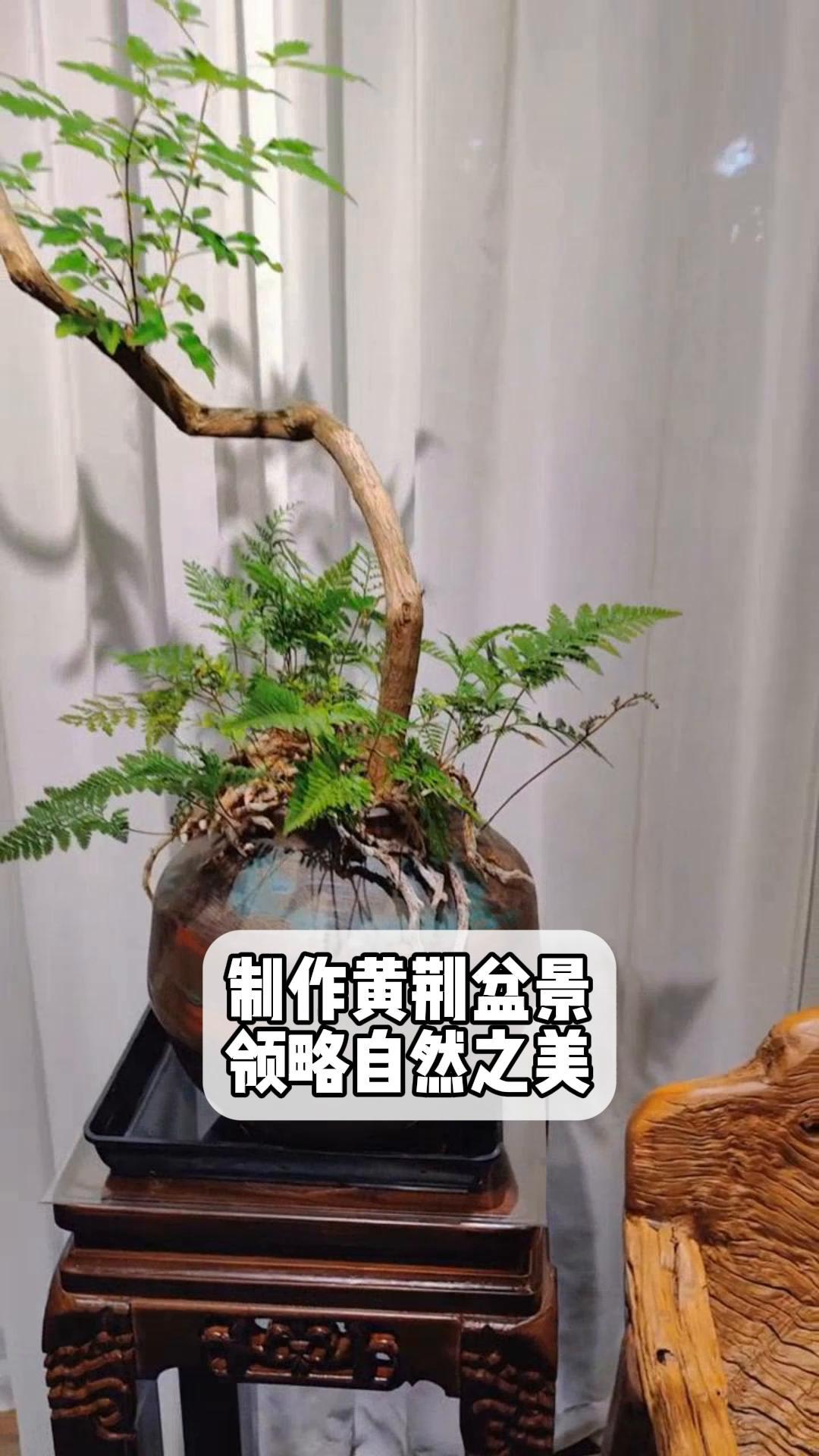 盆景制作黄荆图片