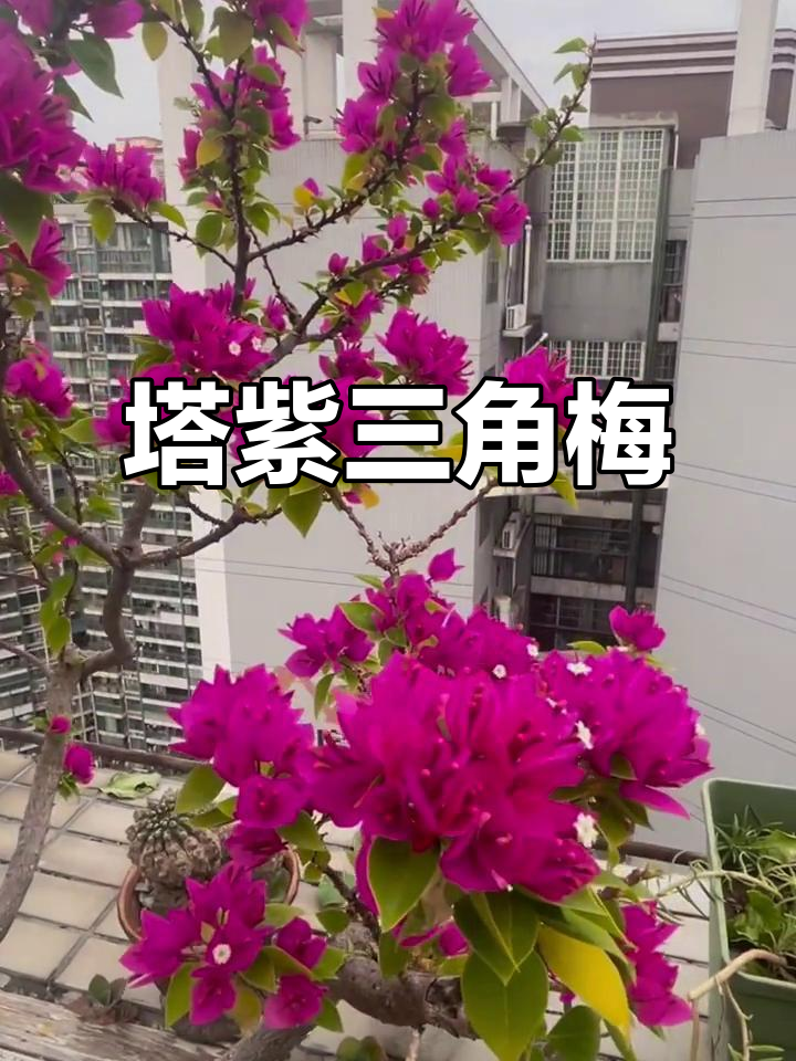 塔紫三角梅:美丽与坚韧的完美结合