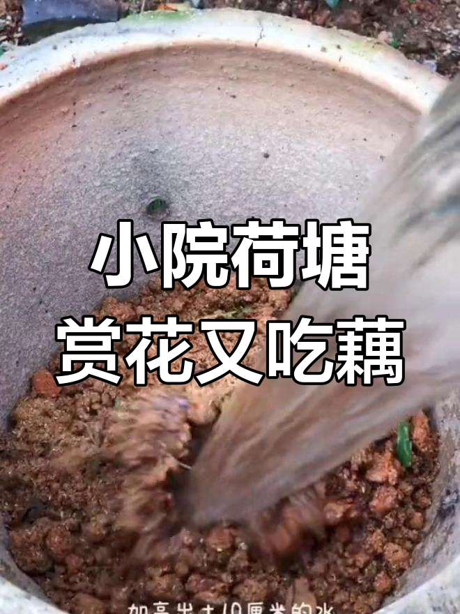 怎样种连耦?(莲耦的种植方法)