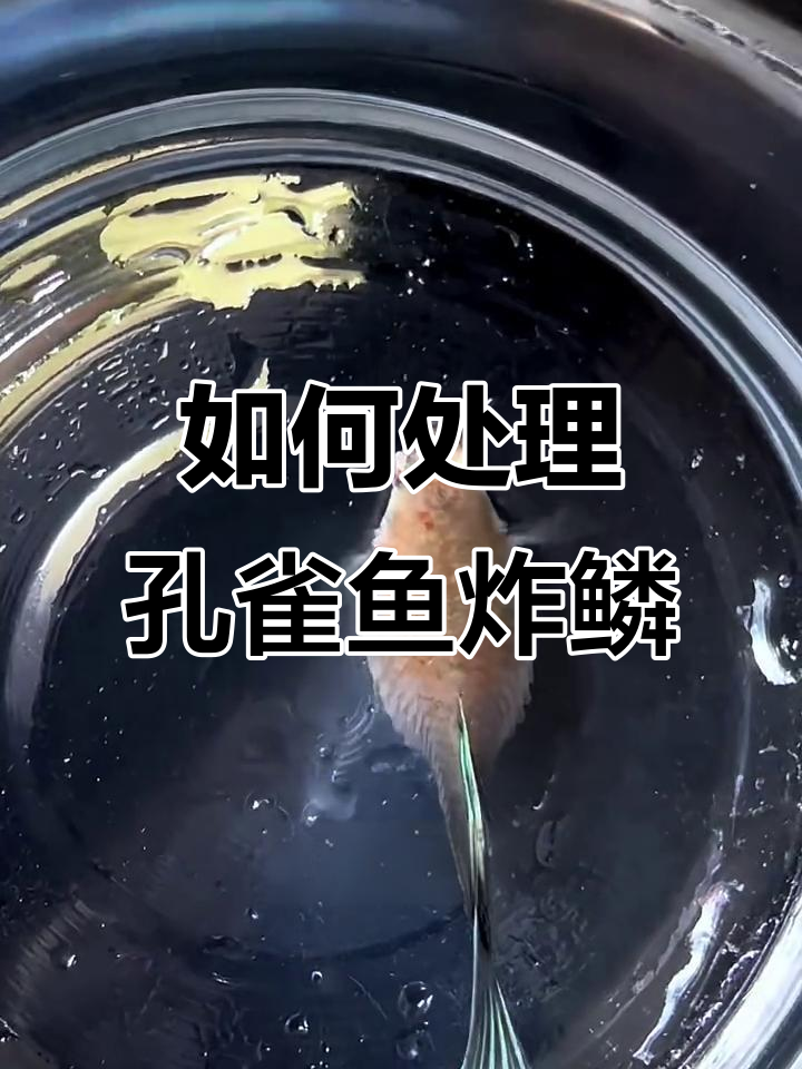 鱼为什么会炸鳞 鱼为什么会炸鳞