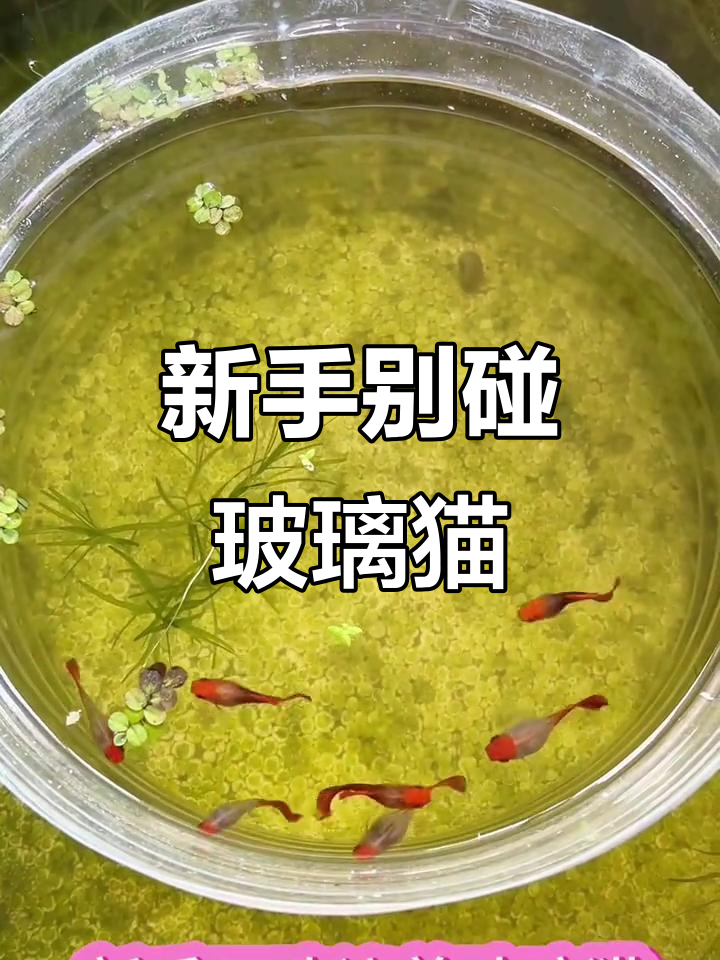 玻璃猫养殖难度大,新手慎养!繁殖需三对才稳定